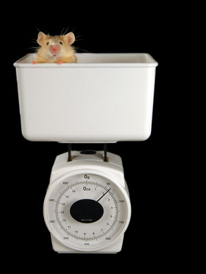 Unlike most human HD patients, BAC HD mice become overweight â but the underlying problem may be similar