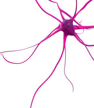 Neurons are special brain cells that die in neurodegenerative diseases.  Finkbeiner's research reveals differences in recycling efficiency between neurons from different parts of the brain.  