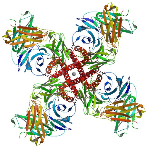 Potassium, and other ions, travel through 'ion channels'. Ion channels are amazingly complicated proteins that let these electrically-charged 'ions' enter the cell. Here, we see a potassium channel from outside the cell, looking in. The tiny sphere in the middle represents the size of a single potassium ion, charging into the cell!