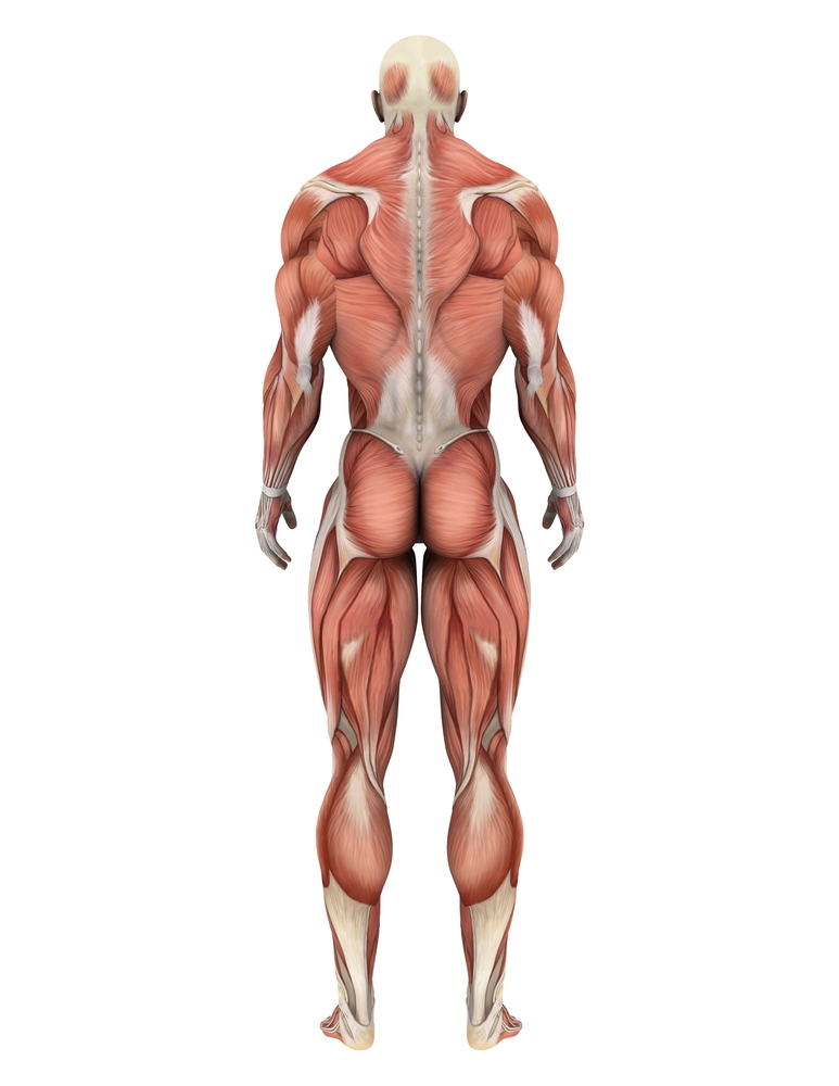 The muscles of the body are comprised fibers, which might be extra excitable in HD. Could this help contribute to movement symptoms?