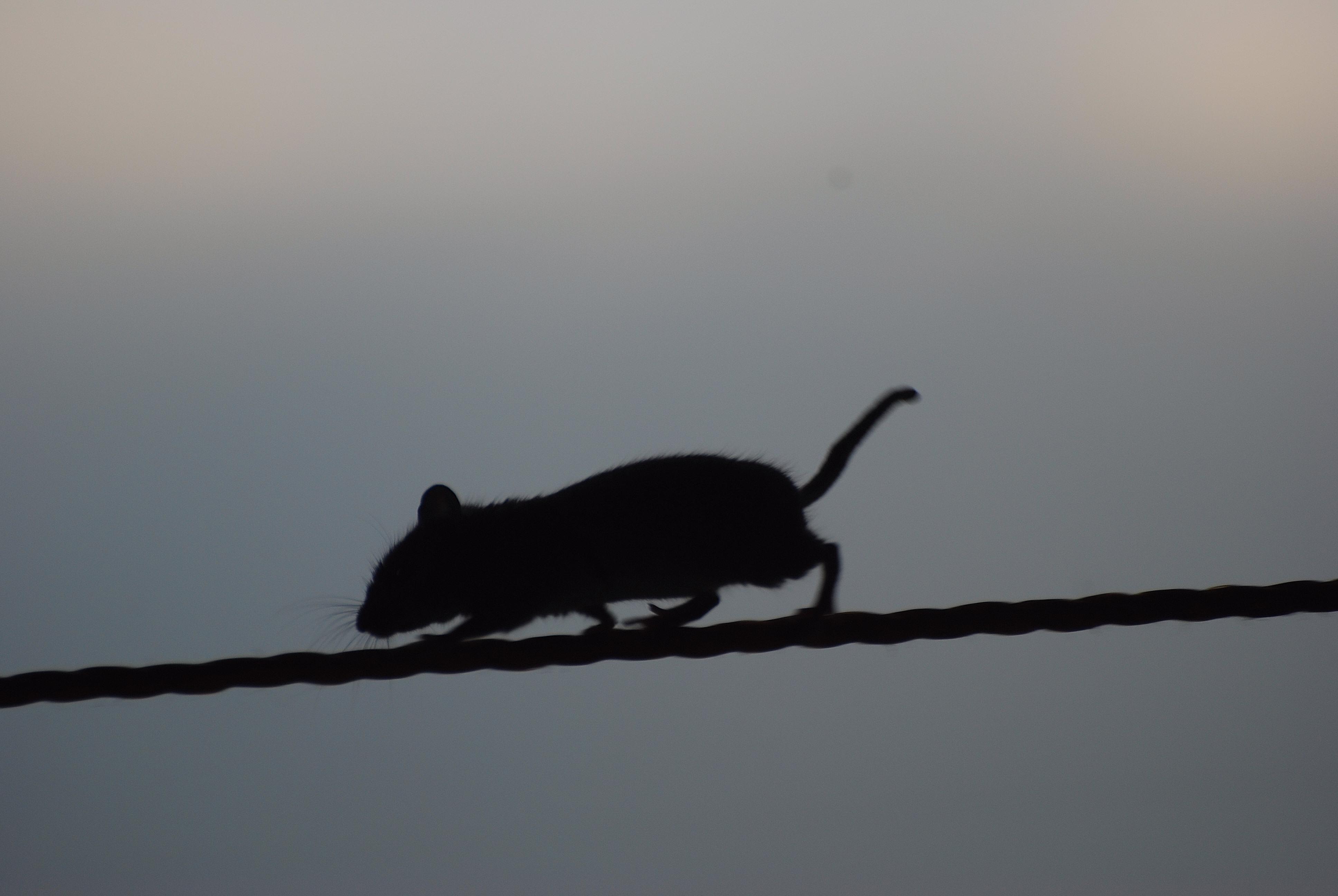 Mice treated with Comp-43 had improved symptoms when tested on laboratory tasks that measure their movement and coordination.